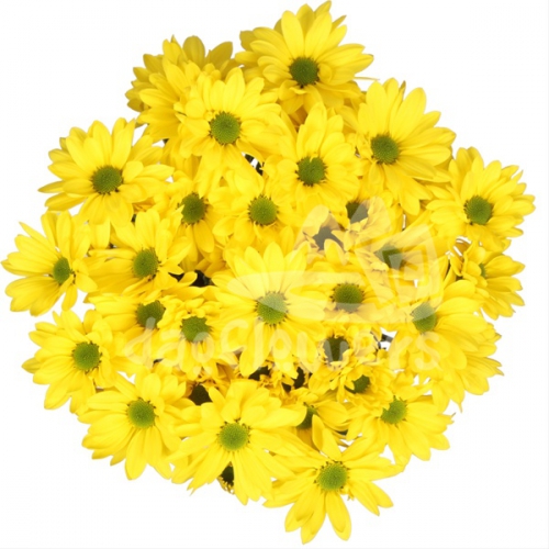 daisy Celebrate