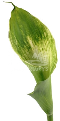 green goddess