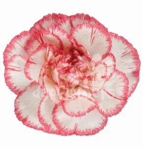 Bacarat Pink