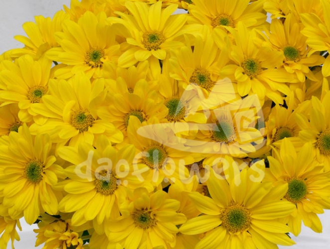 reagan yellow
