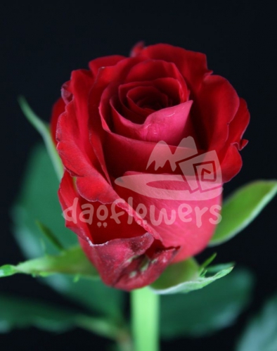 red calypso