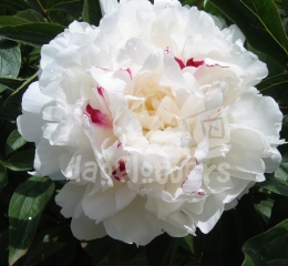 Festiva Maxima