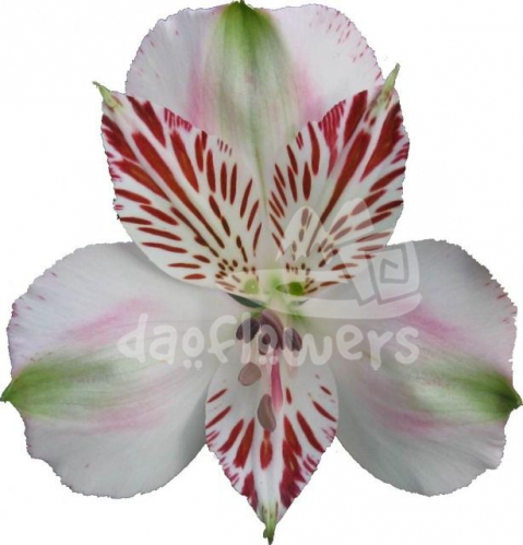 Pink Orchid
