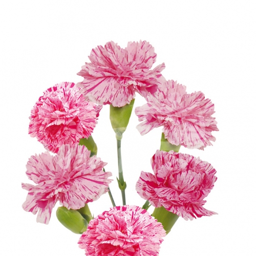 lollipop pink*