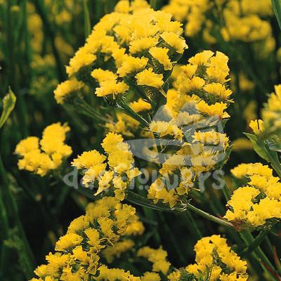 statice yellow
