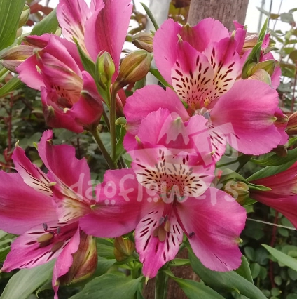 Bella Pink