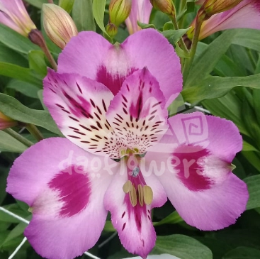 Bella Purple