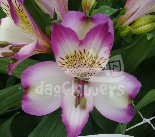 Bella Purple White