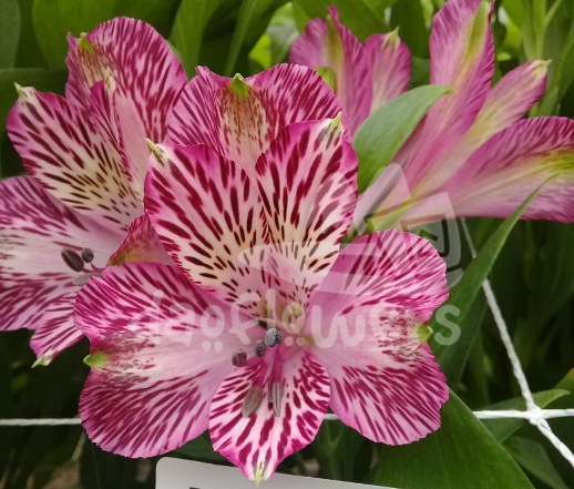 Bella Tigresa