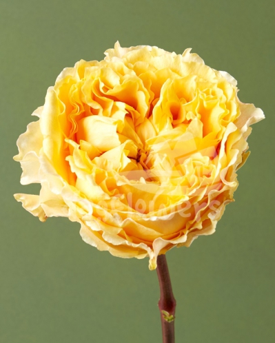 caraluna gold