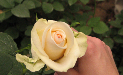 flower