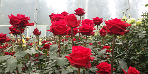 red flowers